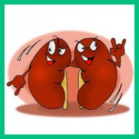 почечное давление