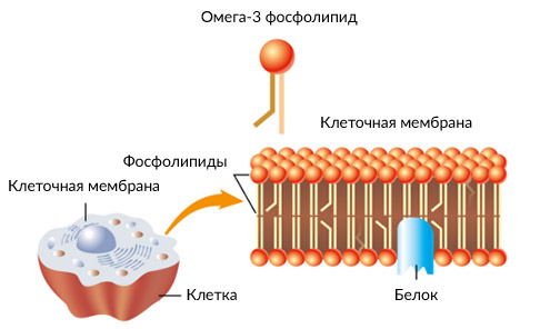 клеточная мембрана