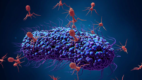 Бактериофаги атакуют бактерию