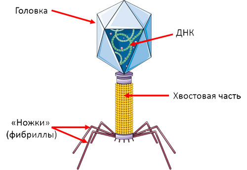 строение бактериофага