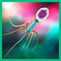 Как работают бактериофаги