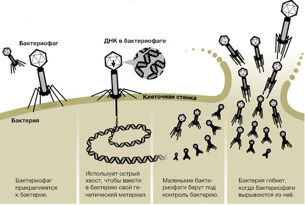 Как бактериофаги работают?