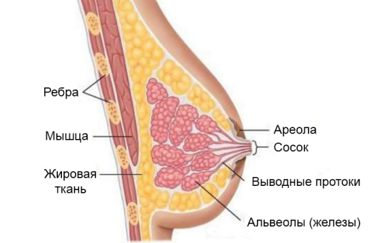 Анатомия молочной железы