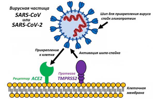 как коронавирус попадает в клетку